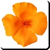 orangepoppy